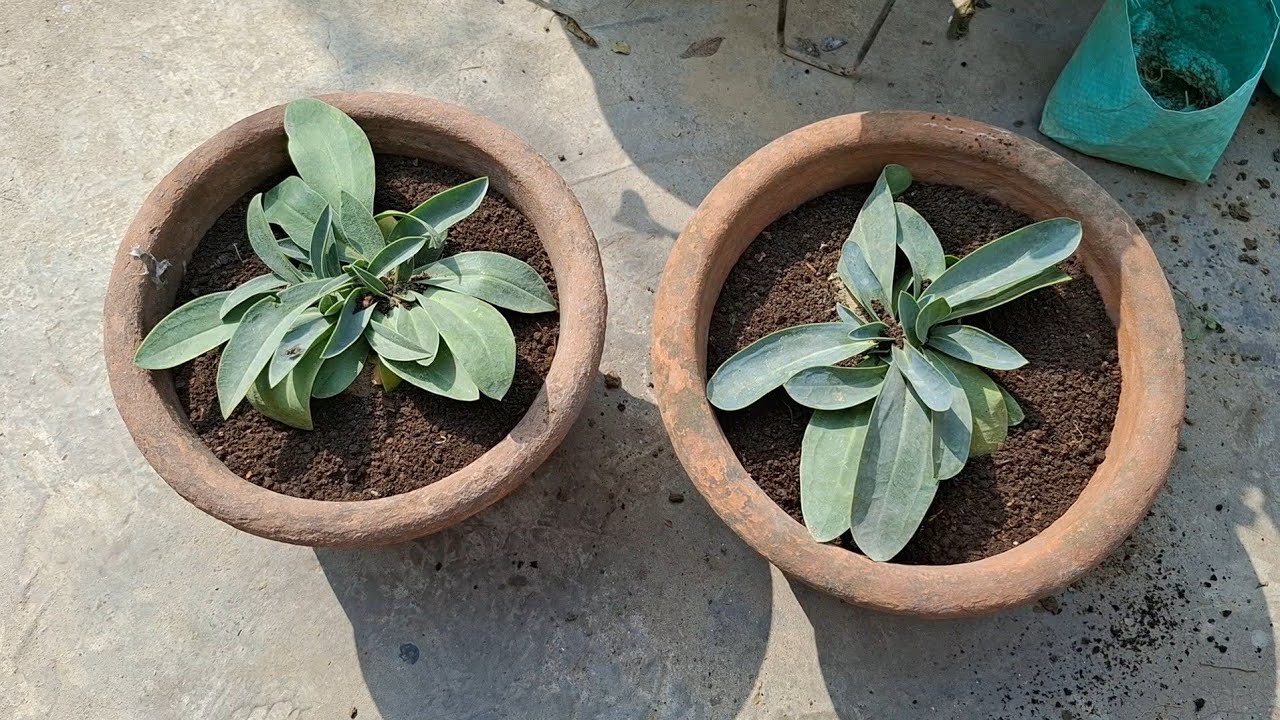 How to grow lisanthius plant in pot  #gardening 