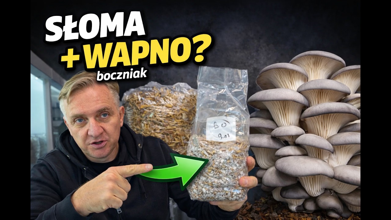 Boczniaki na słomie – pasteryzacja chemiczna wapnem gaszonym  .