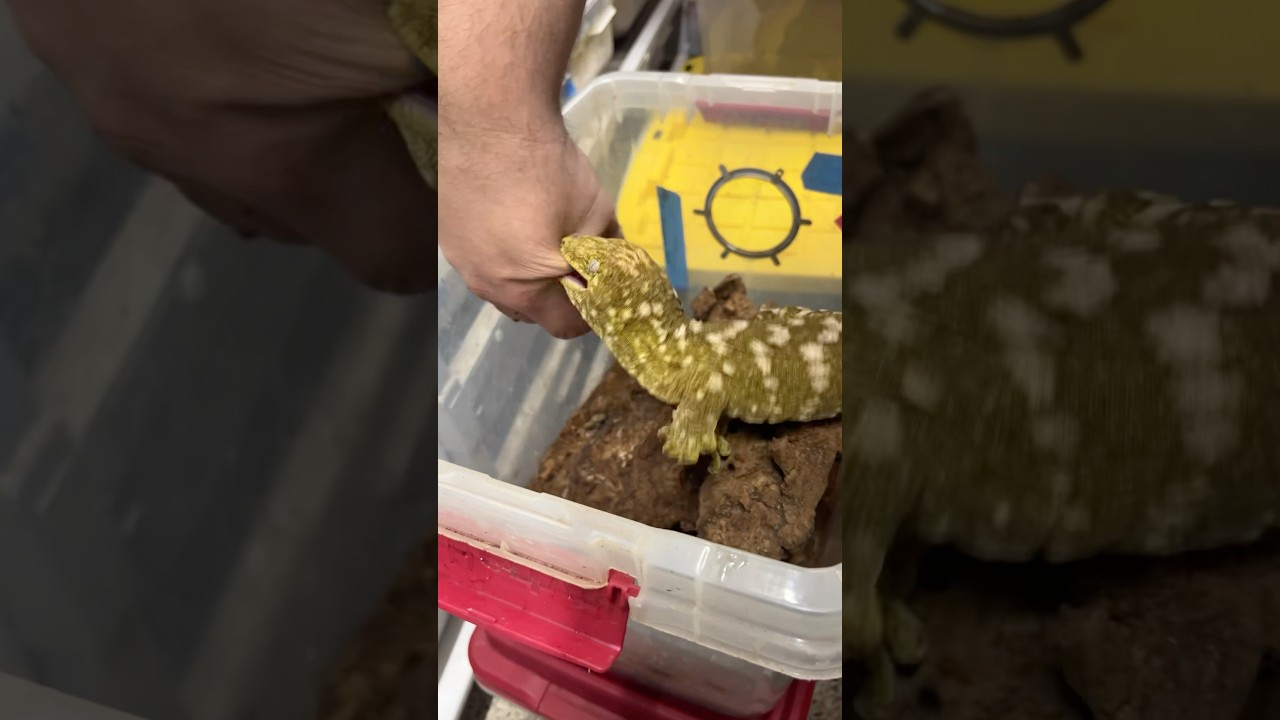 World&rsquo;s Largest Gecko BITE! 😳🦎 #OUCH #gecko #geckobite #leachiegecko