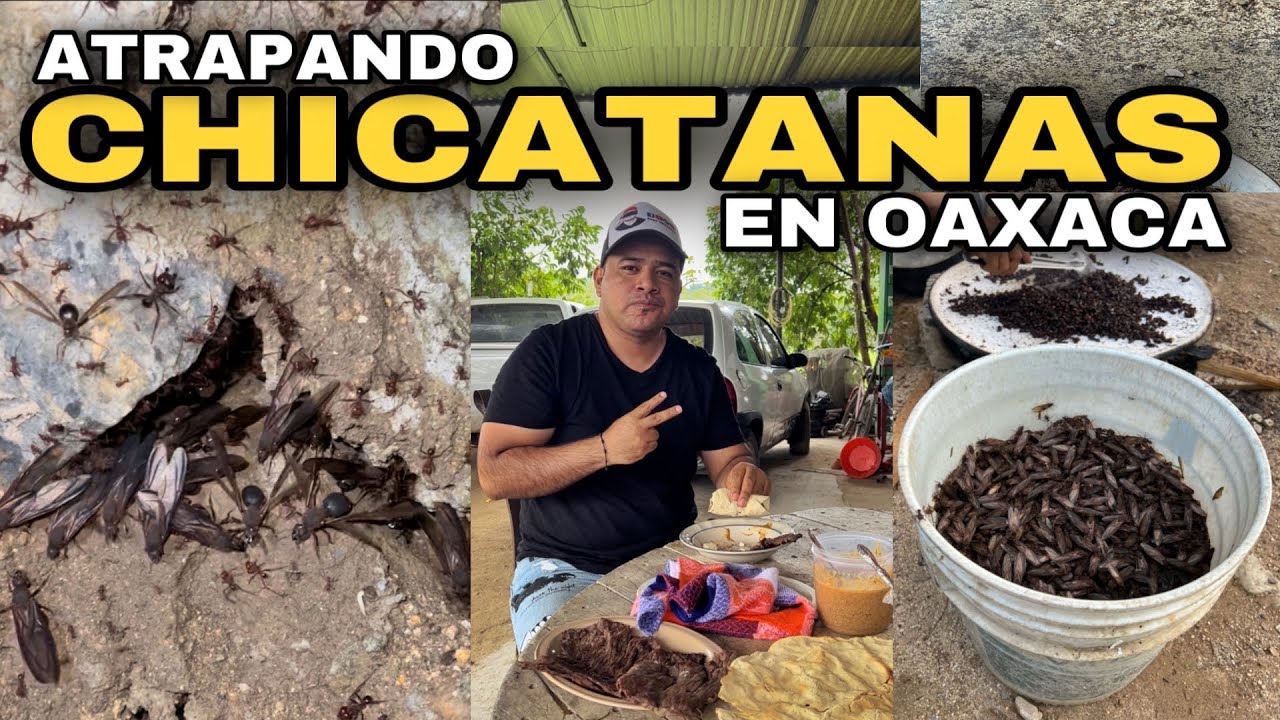 Así se atrapan las CHICATANAS en Oaxaca 🐜 🐜 🐜
