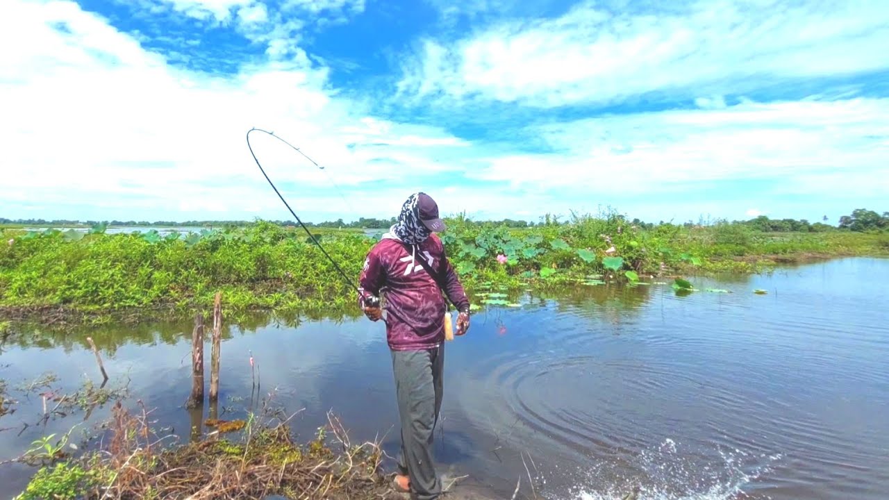 Soft Frog Tenggelam VS Soft Frog Top Water | Casting Ikan Gabus Umpan Soft Frog | Snakehead Fishing