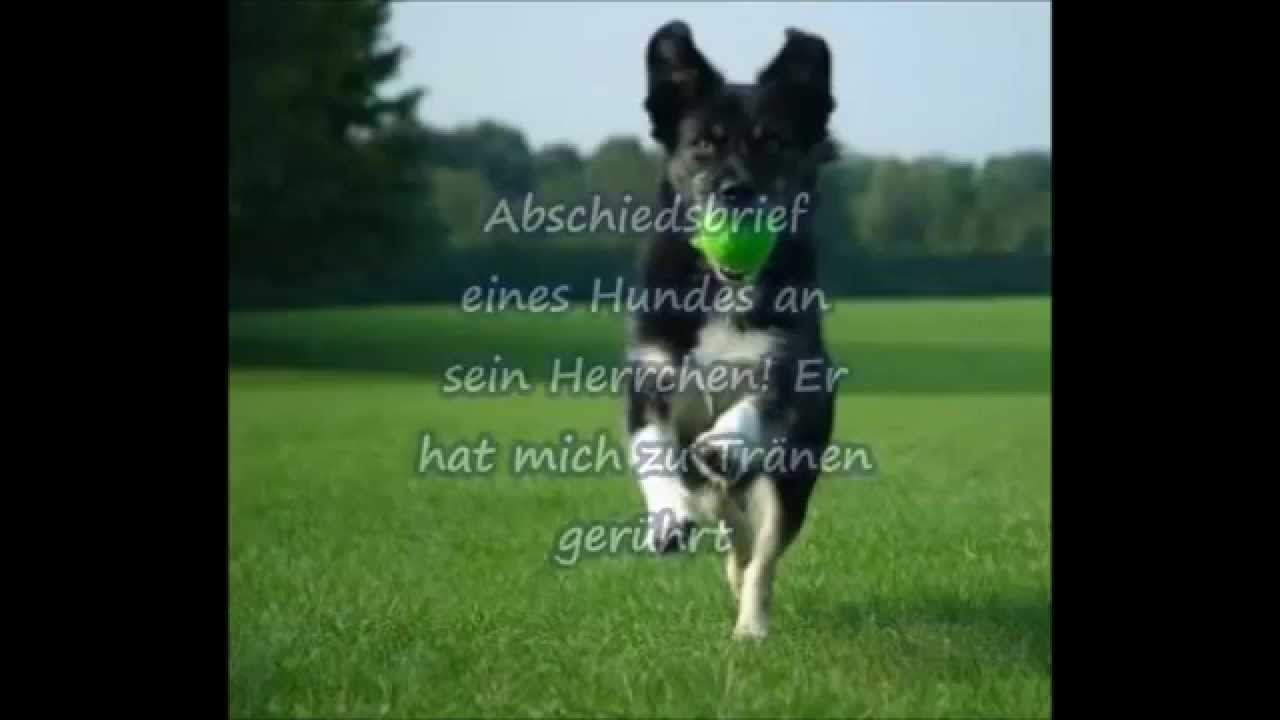 Abschiedsbrief eines Hundes an sein Herrchen