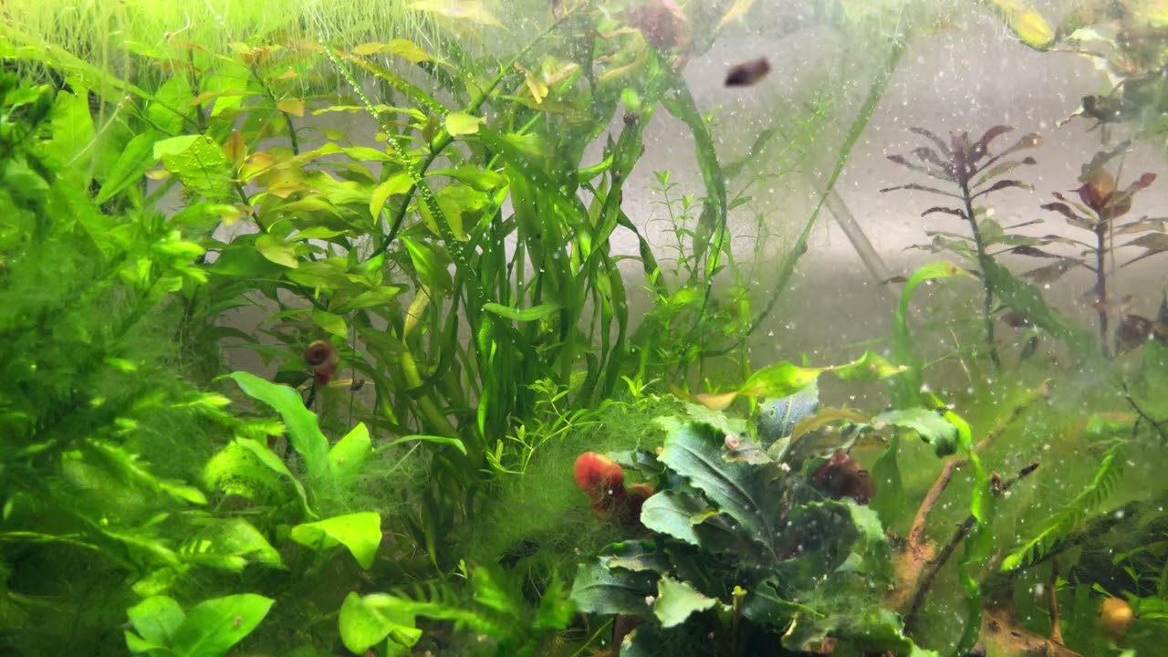 Microrasbora galaxy babies - Feeding Time (pulvered dry daphnia and tubifex)