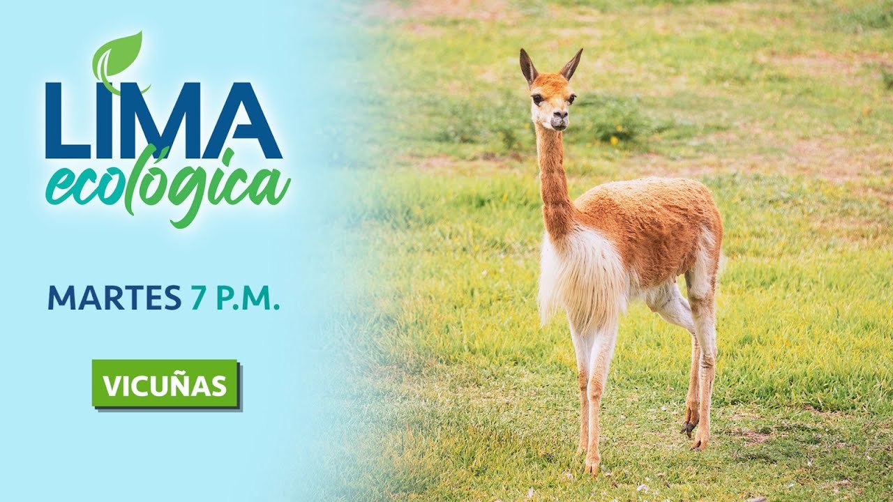 Lima Ecológica: descubre datos curiosos sobre las vicuñas