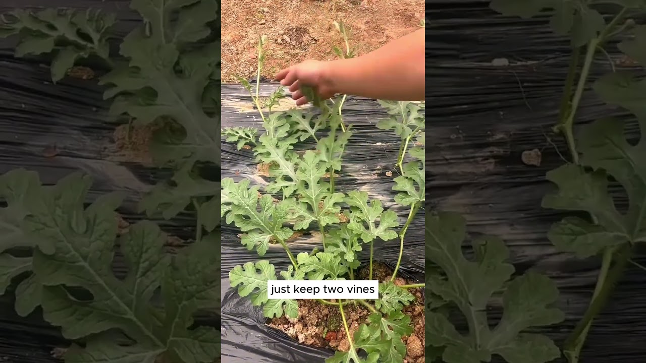 При второй обрезке арбуза #шорты #советыпопосадке