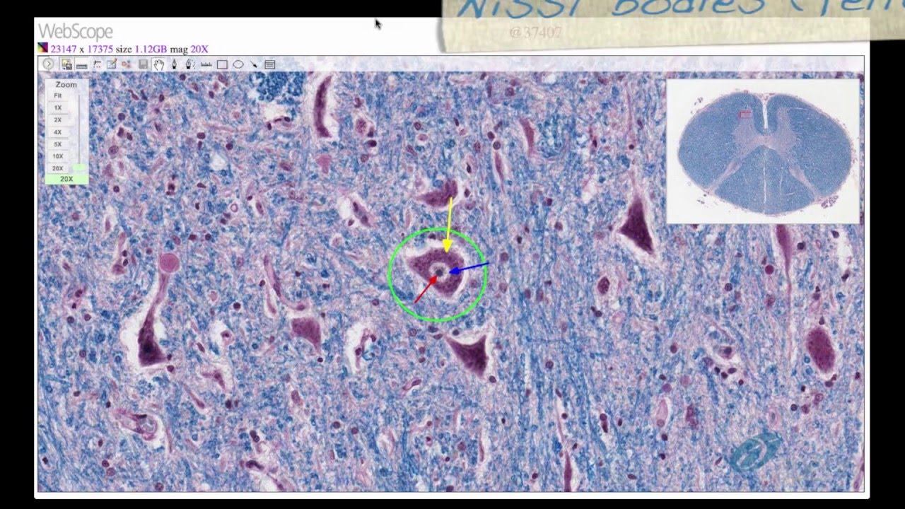 Histology Helper - Nervous System Histology