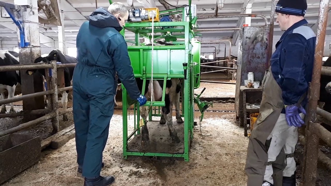 Hoof trimming chute