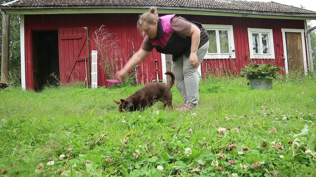 Lancashire heeler Hilla noudon alkeet / plukke opp apport + inn i utgangsstilling