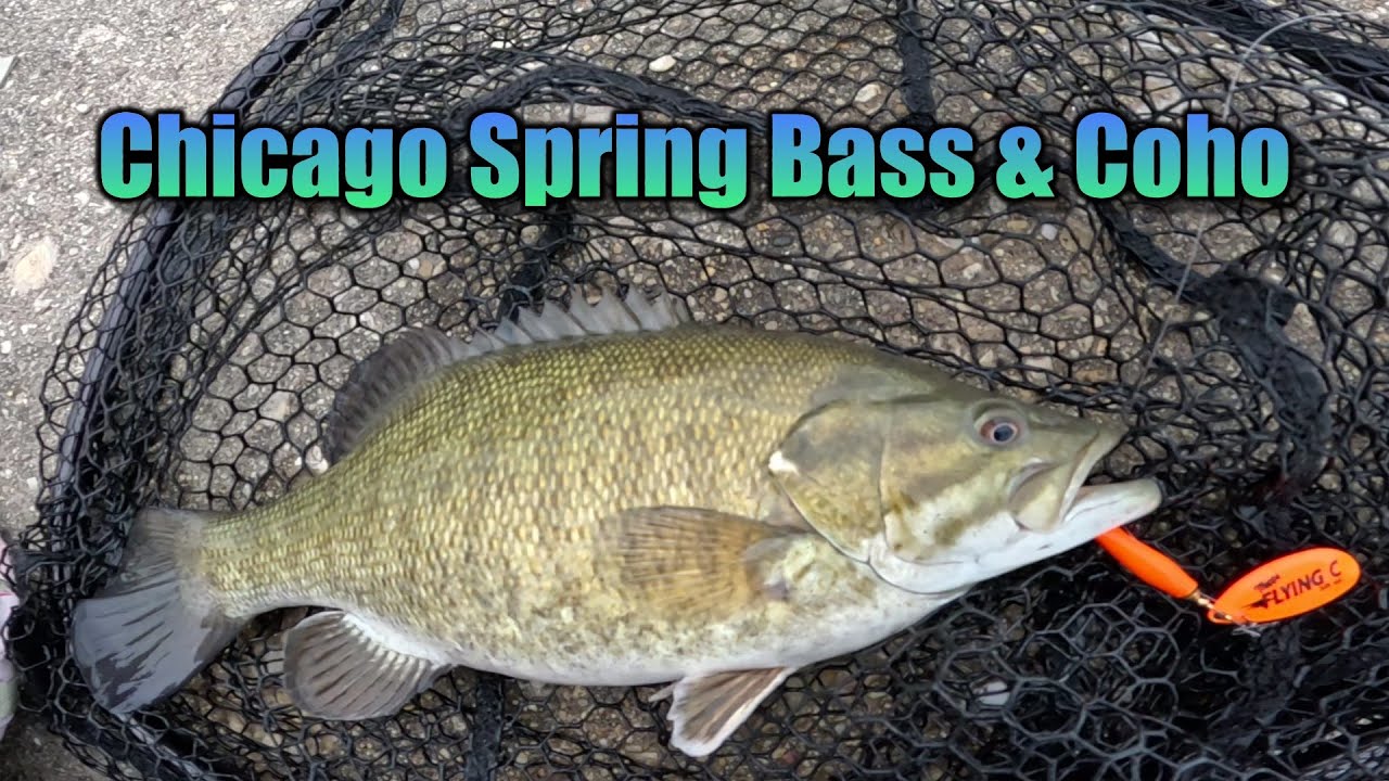 Chicago Spring Coho & Smallmouth Bass 2025