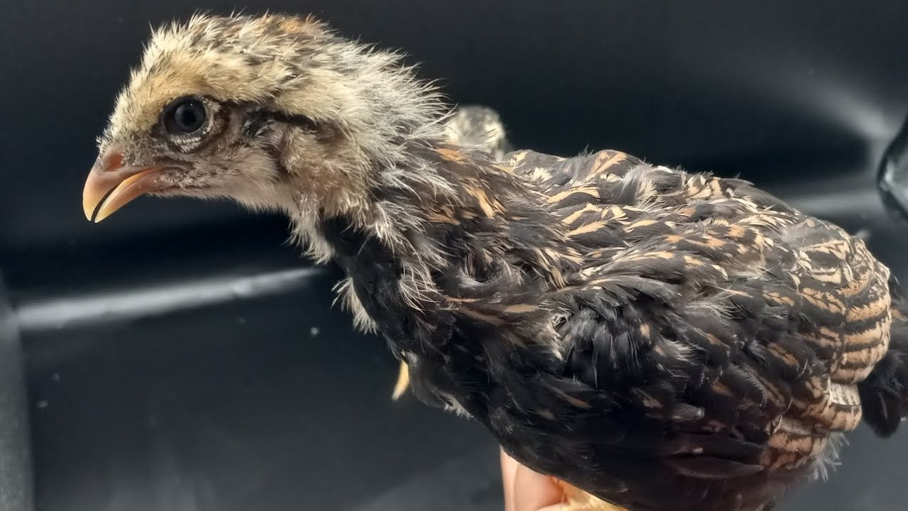 dark Cornish chicken