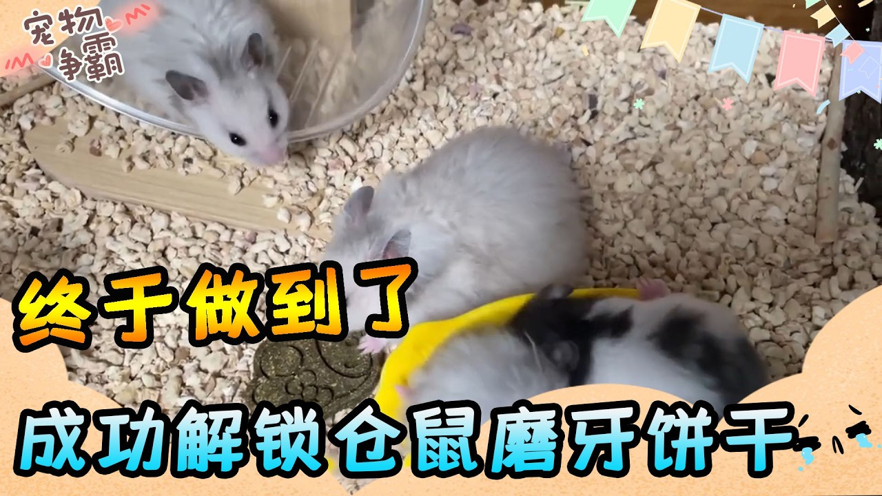 这次终于做到了！成功解锁仓鼠磨牙饼干，女儿偷吃一块赞不绝口！