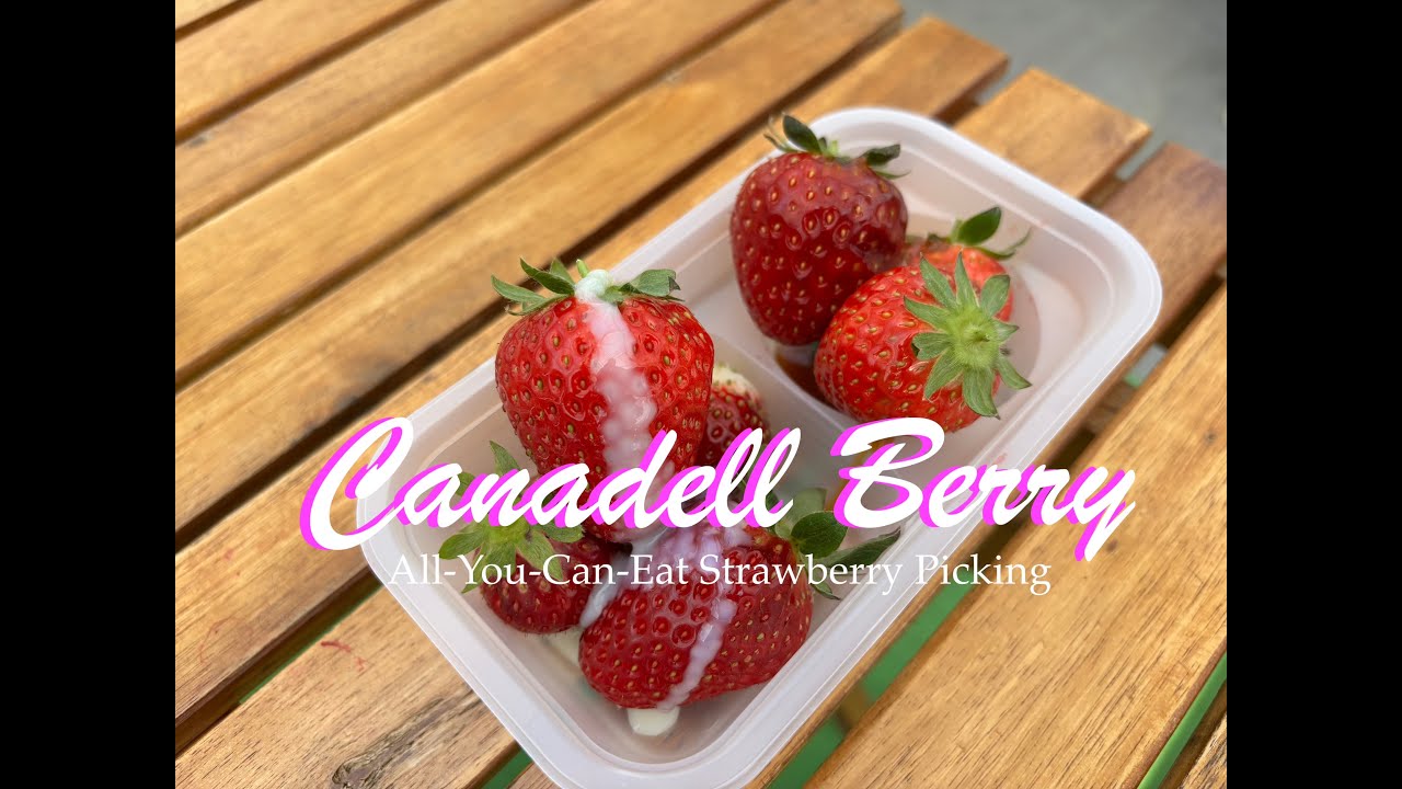 Toyama | CANADELL BERRY★★Strawberry Picking All You Can Eat★★富山県富山市カナデルベリーいちご狩り