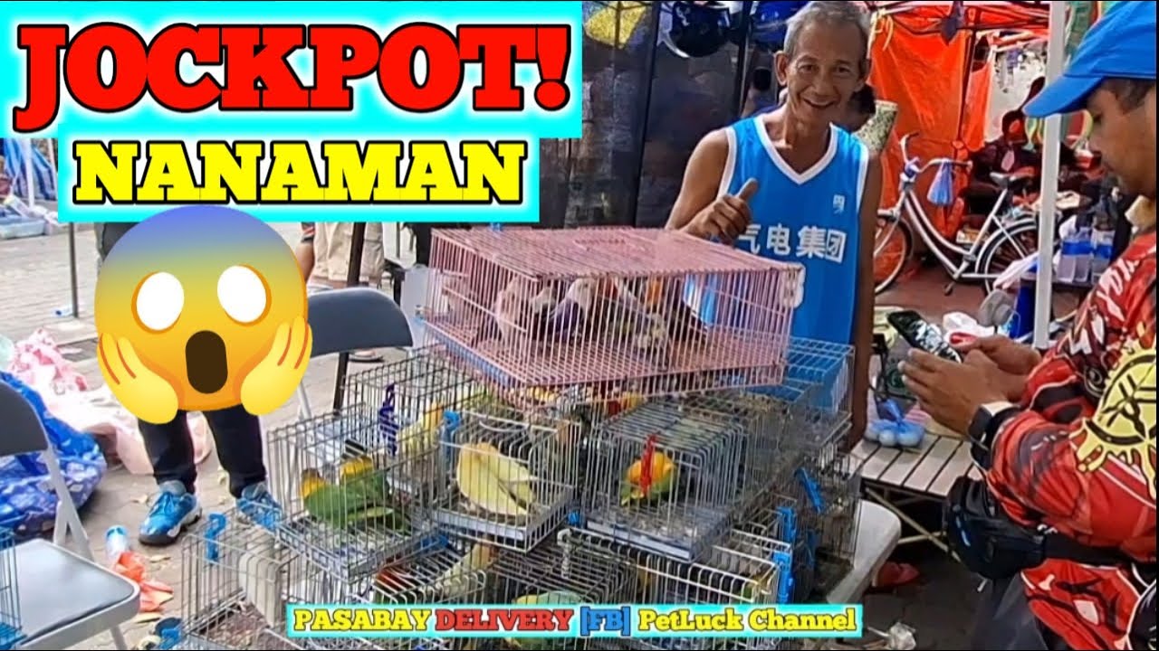LOVEBIRDS SUPER SALE SA HULONG DUHAT MALABON