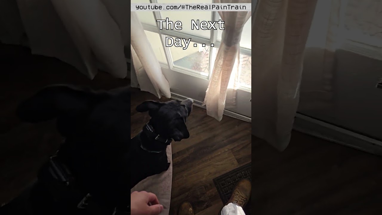 Зимний шторм &laquo;Ферн&raquo; 25-26 января 2026 года &mdash; Снежный день в моей жизни