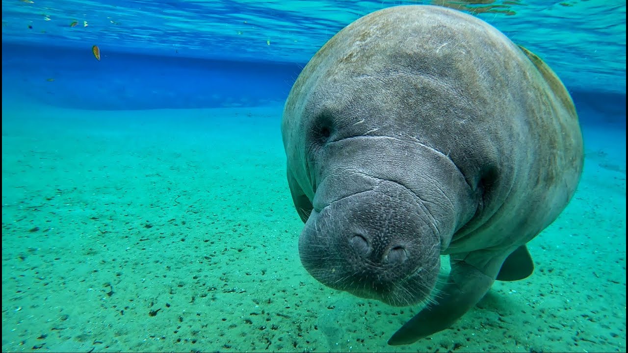 BEST UNDERWATER MANATEE INTERACTIONS EVER - Swimming with Manatees in Florida Jan. 2024 - Special :)