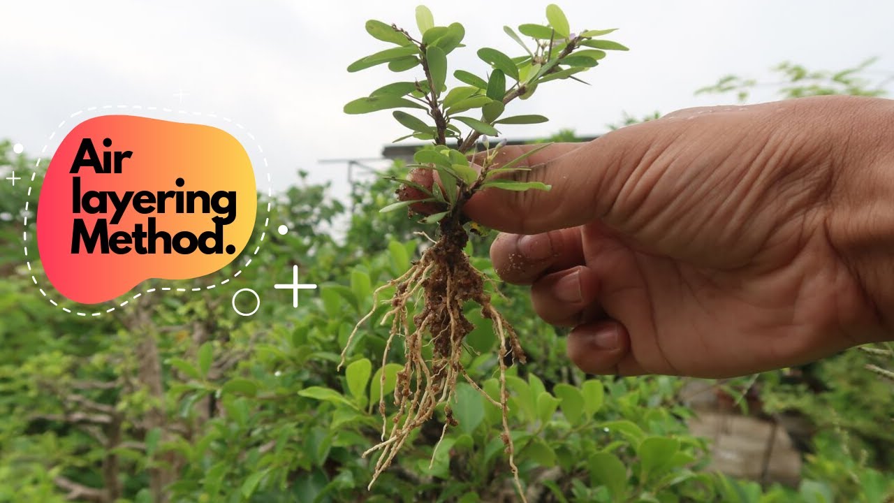 Air layering Method Step by Step | Desmodium (Blue Braya)