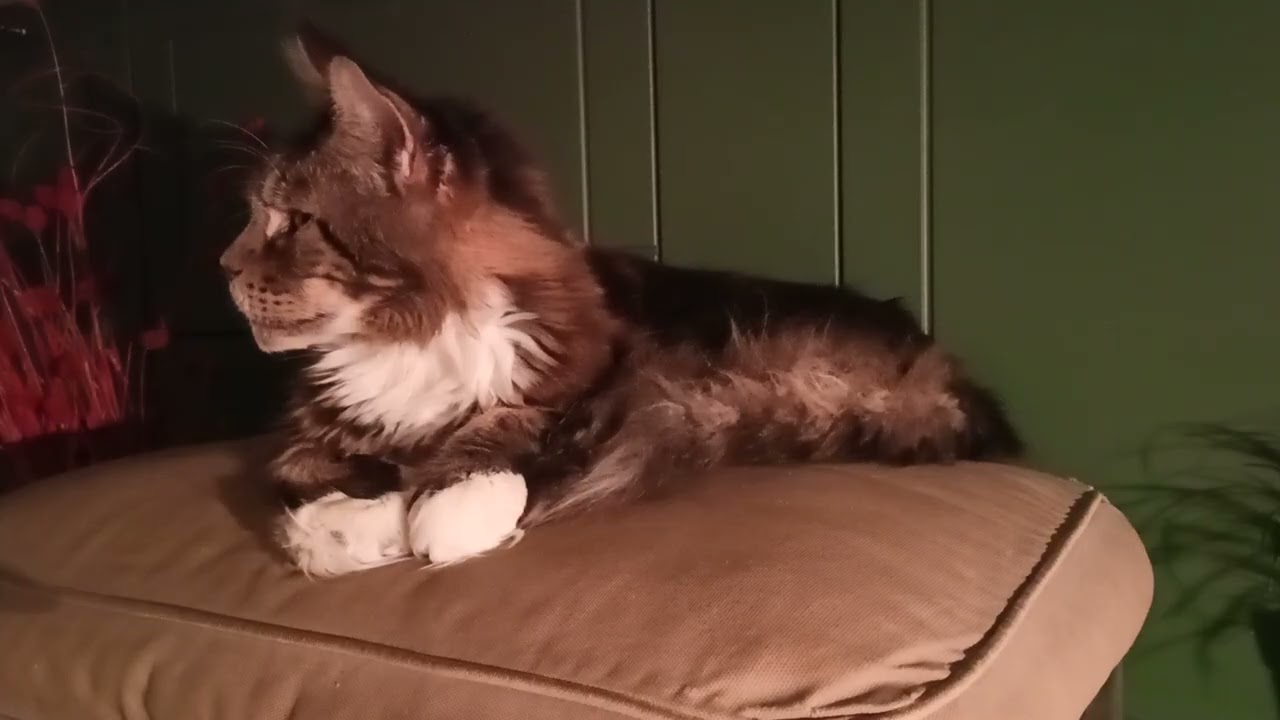 🐯 🔥Релакс Перед Сном 40 минСм.на ТV#подпишись 