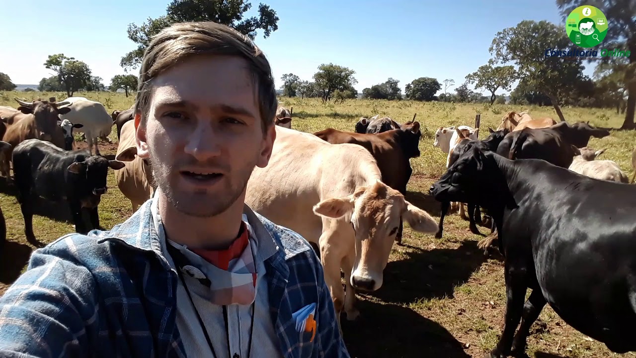 Mansidão dos bovinos manejados com Sistema Voisin