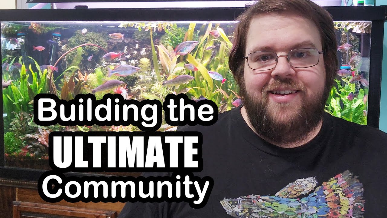 The Perfect Rainbowfish Community Fish Tank: from Disaster to Pure Joy (90 Gallon aquarium Tour)