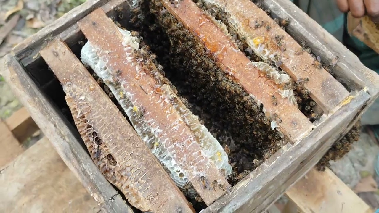 Raw honey dripping from a broken beehive — nature’s sweetness at its purest 🍯🐝