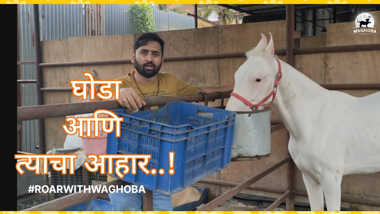 Ghode Ka Khana | घोडा आणि त्याचा आहार..! | ROAR WITH WAGHOBA | EP 02
