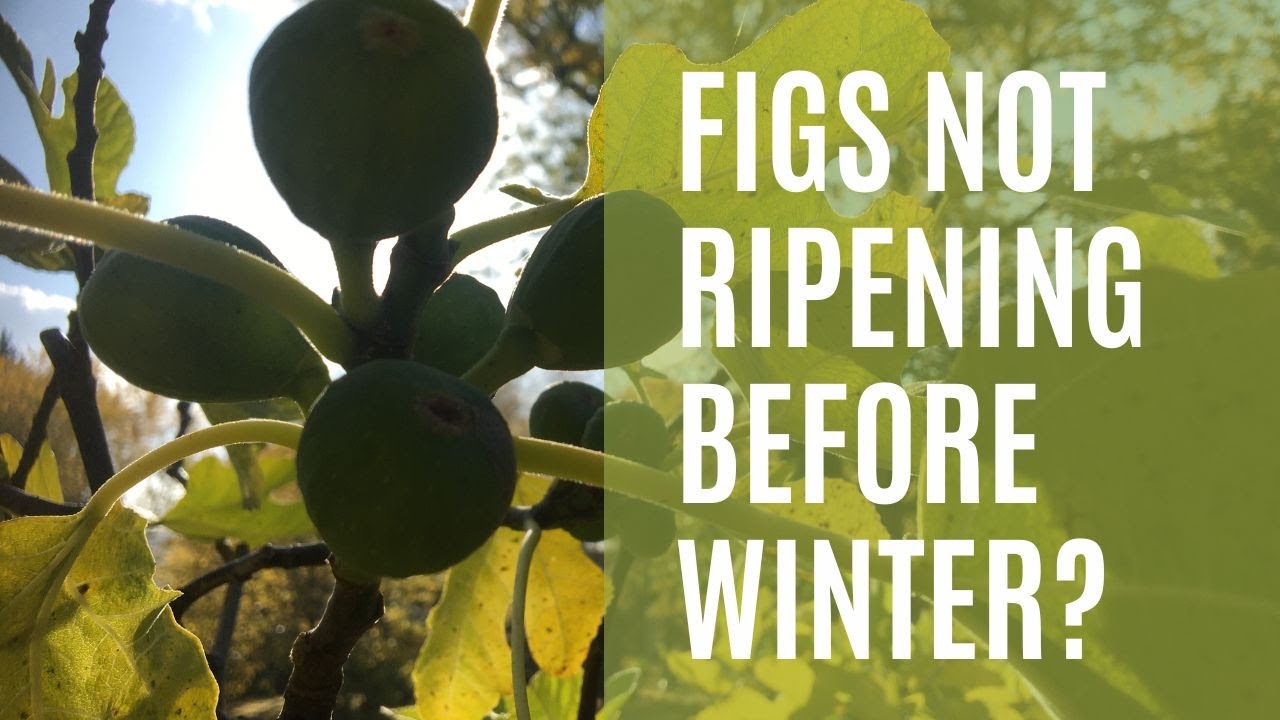 Got Unripe Figs? Find out How to Ripen Figs Faster in a Cold Climate