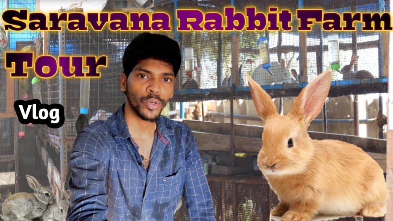 My Rabbit Farm Tour /Full Details about our Farm /Pets Talk Tamil Vlog #PetsTalkTamil #TamilVideos