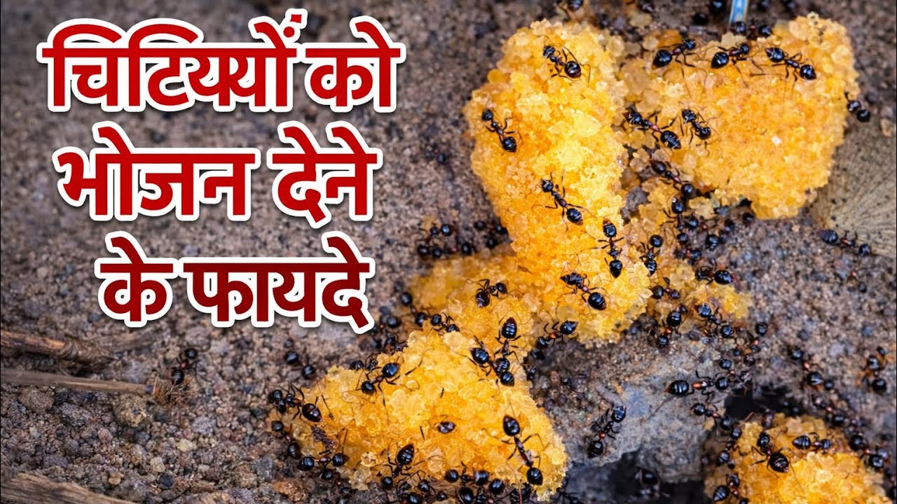 Chitiyo ko bhojan karane ke fayde | Benefits of Offering Food to Ants