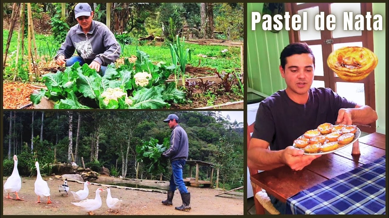 TRANSFORMANDO O SÍTIO DO ZERO, COLHEITA E AS GALINHAS NO PIQUETE DE AZEVEM
