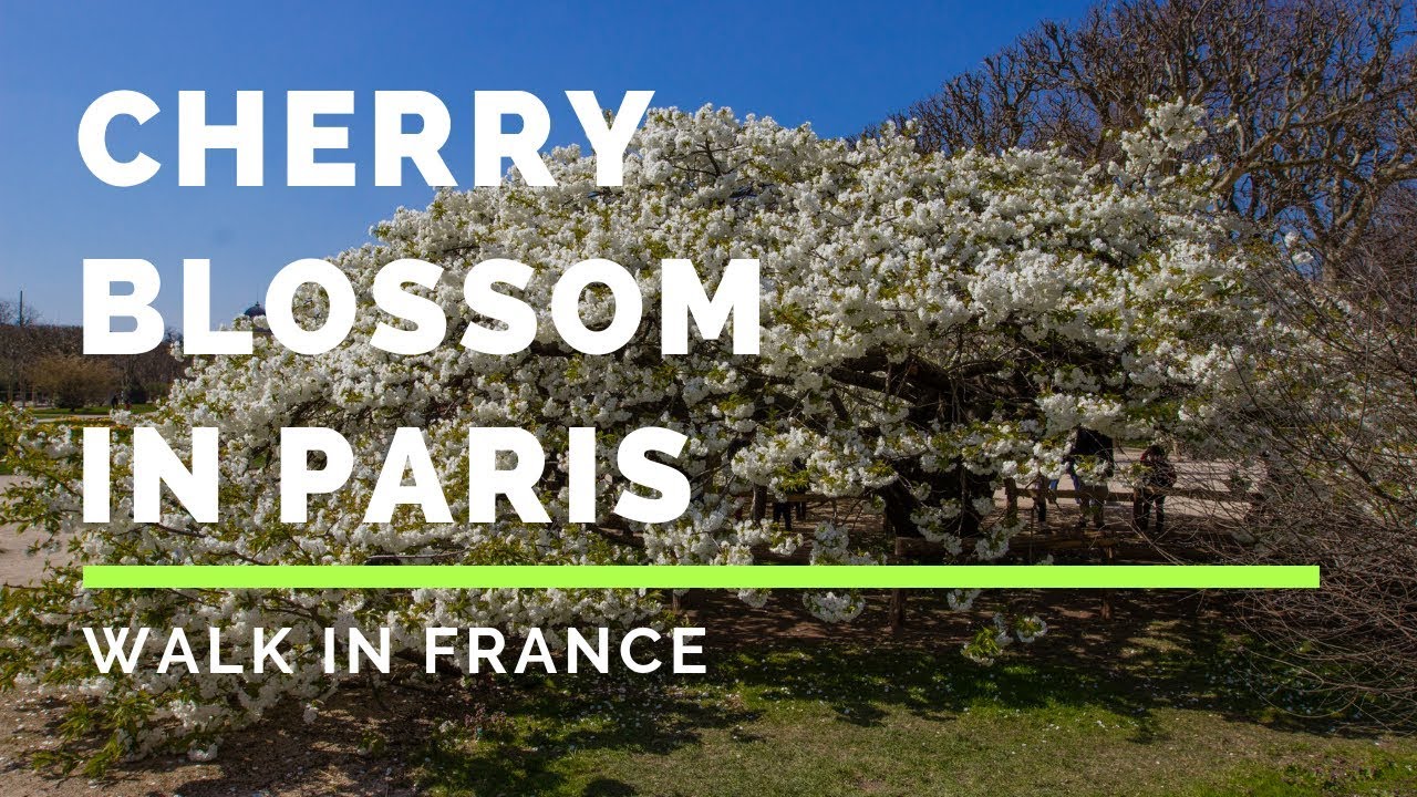 Cheery blossom in botanical garden in Paris - Floraison des cerisiers au jardin des plantes à Paris