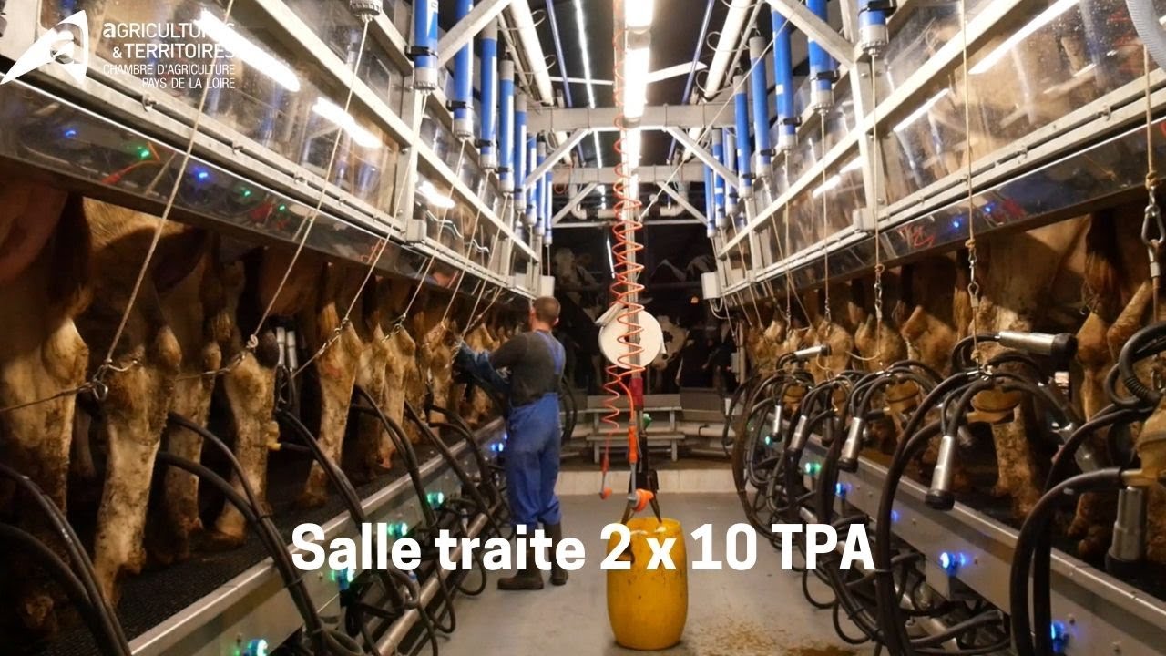 Traite dans une exploitation équipée de 2 x 10 TPA