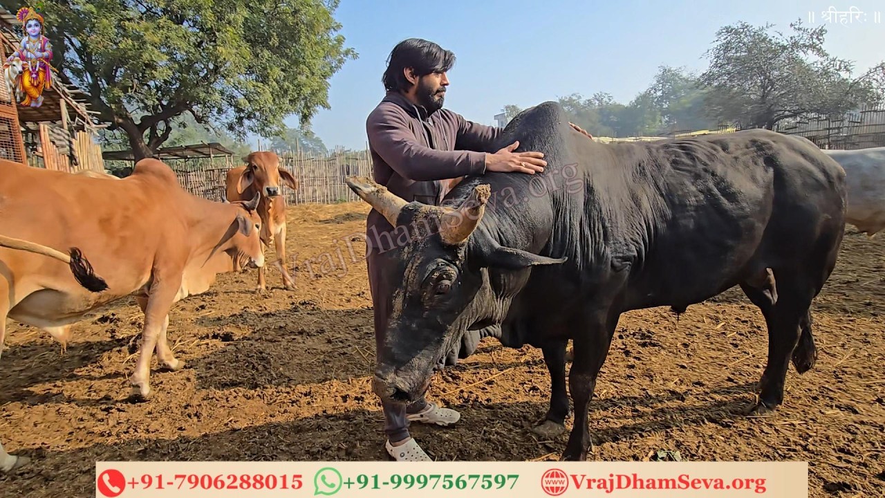 नंदी खड़ा द्वार मौन धरे, आँखों में प्रश्न हजार | सेवा बिना यह ब्रज कहे, कैसे हो भक्ति साकार ||