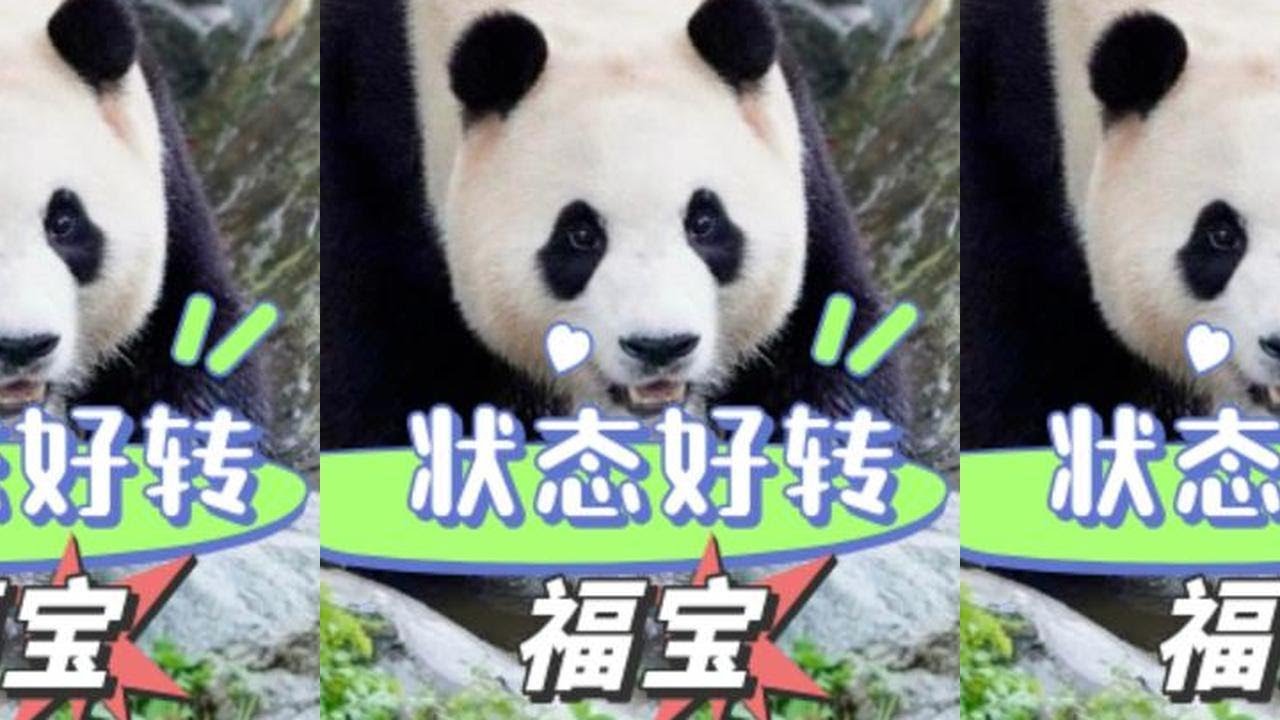 连续六天不营业的福宝精神大好！终于回归假孕前的调皮捣蛋状态   #福宝 #熊猫 #国宝 #温情 #徐奶爸