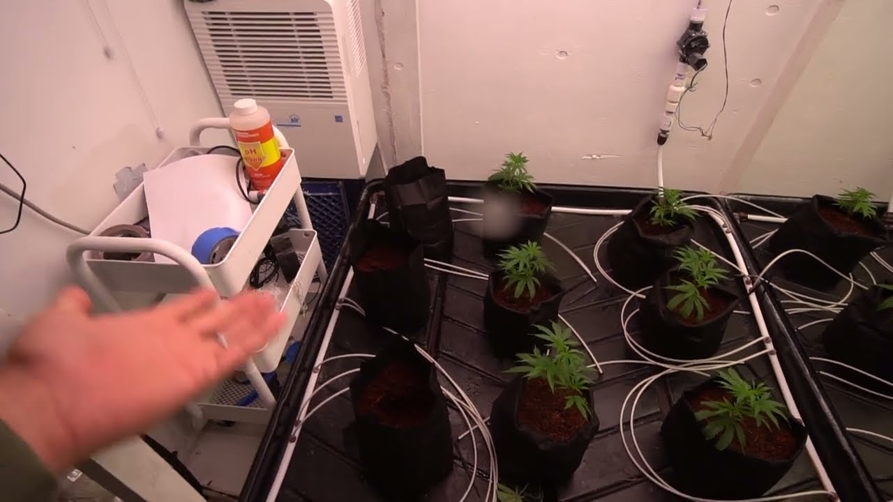 Day by Day: Veg Week 1
