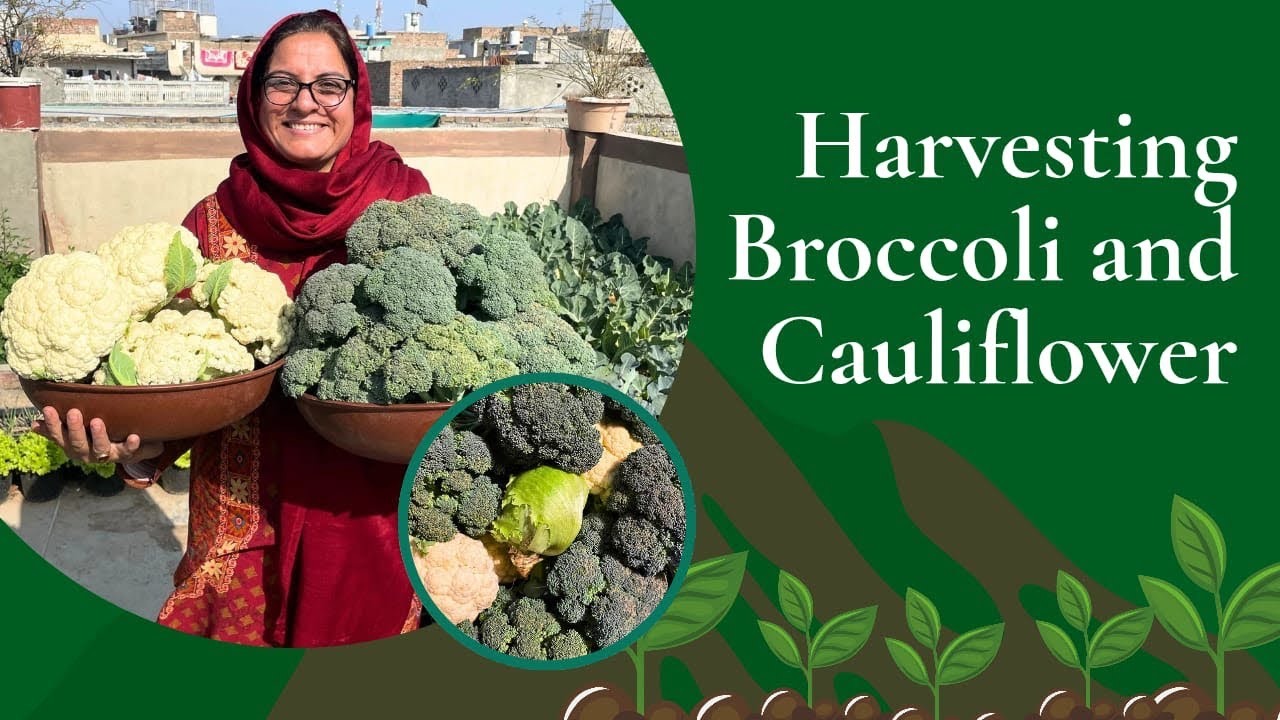 How to get the perfect harvest of Broccoli and Cauliflower (phool gobhi)