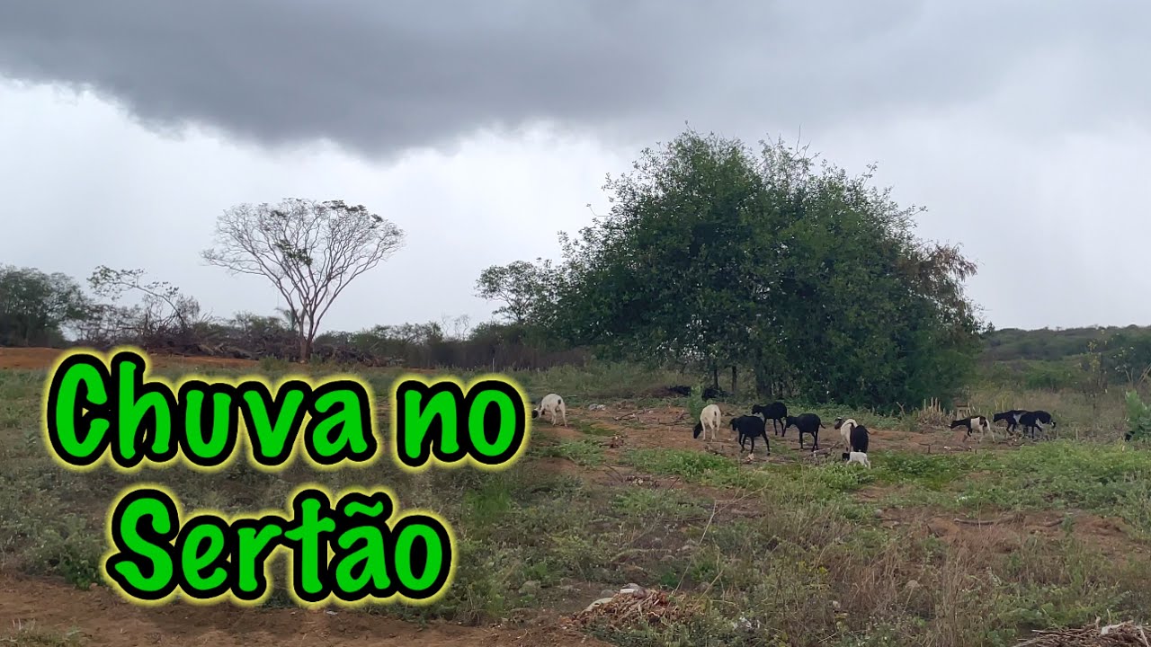 Volta das chuvas no sertão da Bahia