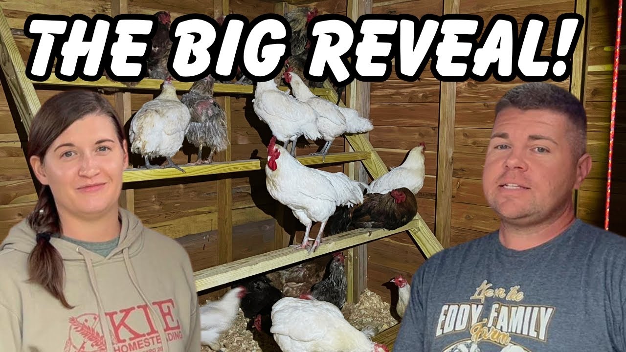 Huge SURPRISE To Finish Out The Chicken Palace! This Was Definitely Worth The Wait!