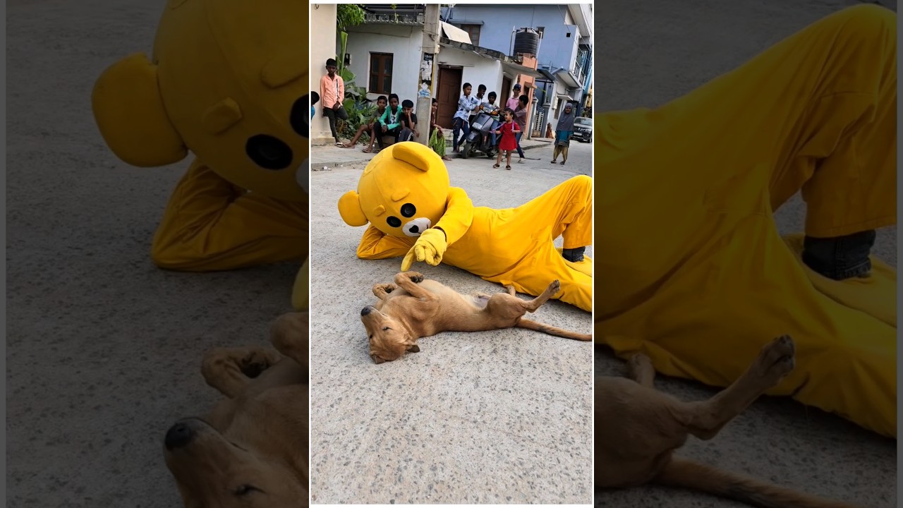 Teddy with Dog😱.......#mrcrazy #teddycomedy #funnyshorts