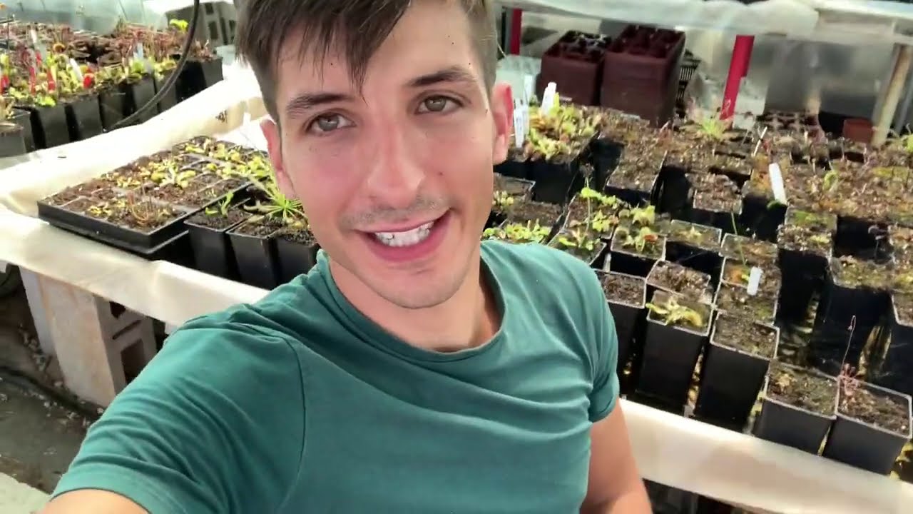 La mayor trampa de Dionaea del 2021
