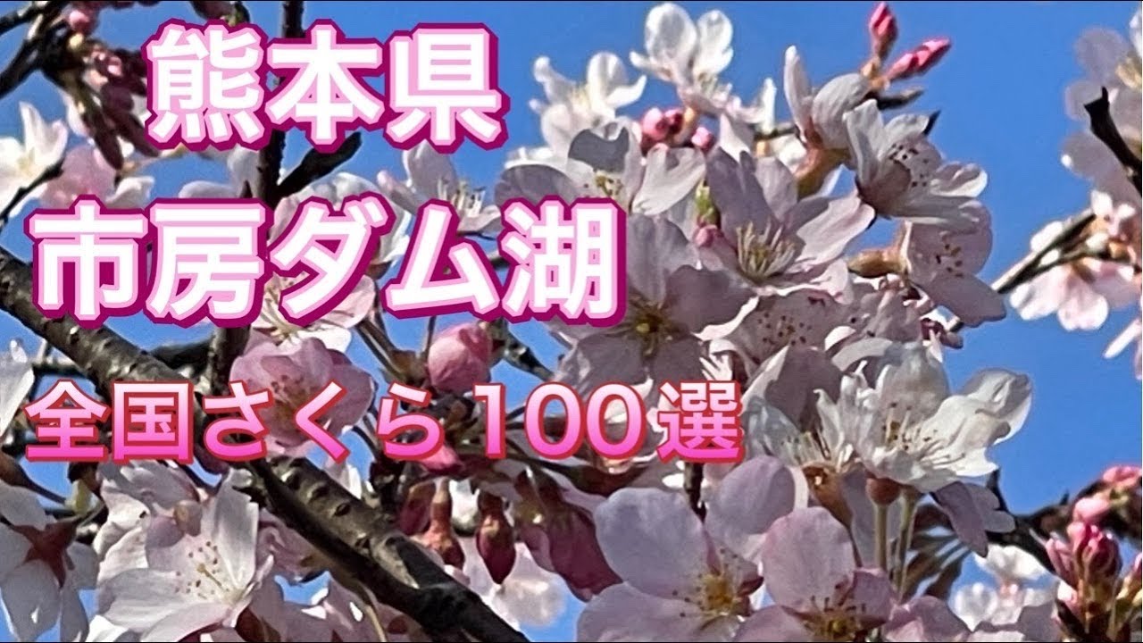 「市房ダム湖・熊本」全国さくら100選/桜全県制覇【ルリマツリ】　熊本県水上村