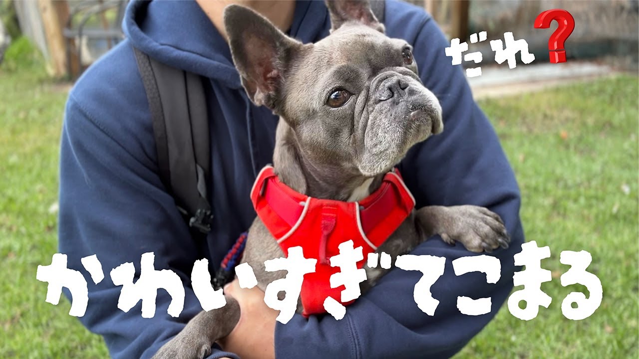 可愛すぎる愛犬の反応にメロメロな男の車中泊旅