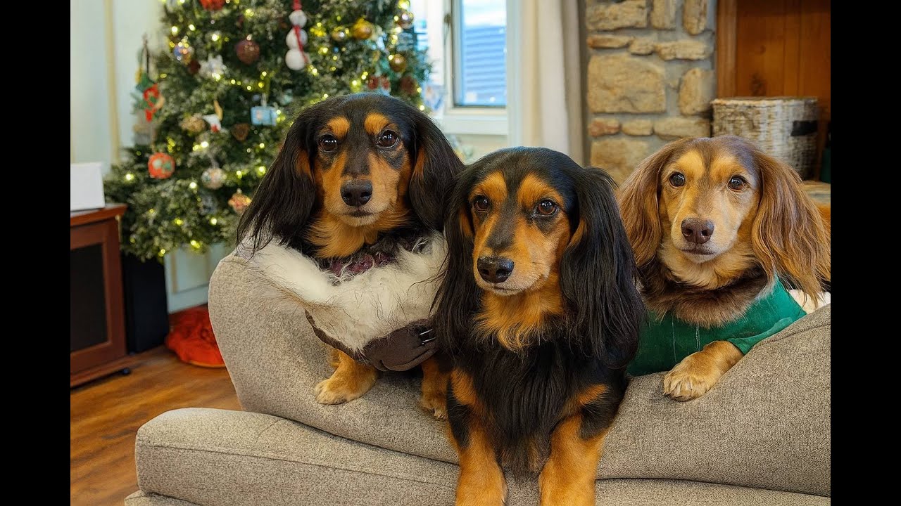 The Doxies are Ready for Christmas! ❄️🐾 Jacket Reveal Ep 3