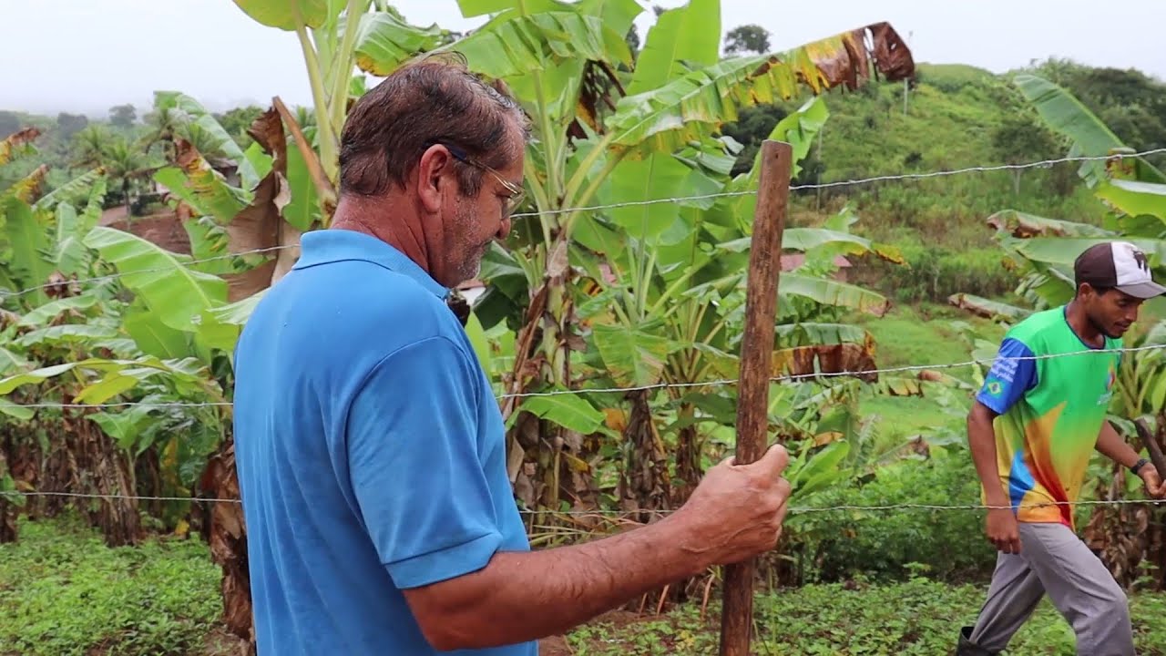 MANHÃ CHUVOSA + PLANTANDO MUDAS DE COQUEIRO ANÃO