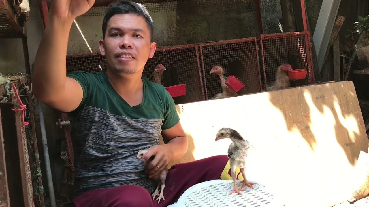 Sekreto Natin para Tumangkad Agad ang mga SISIW na SHAMO/Nakabenta na naman tayo ngayon