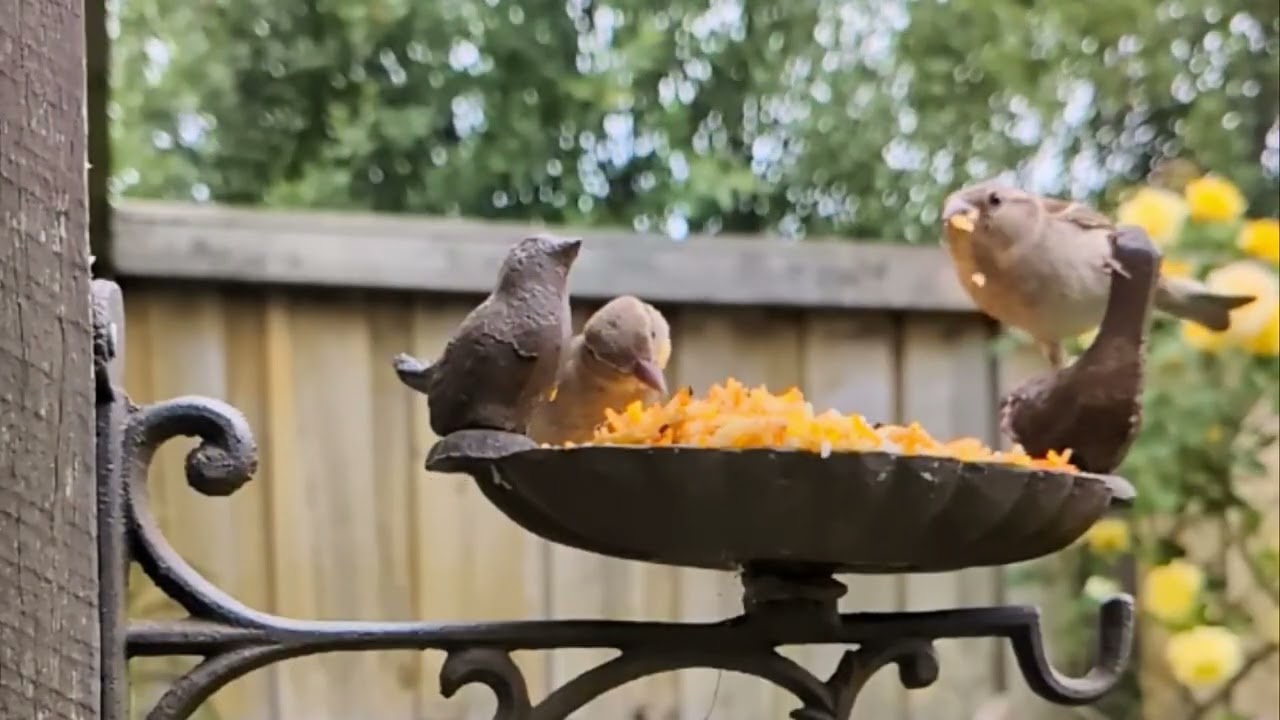 10 Minutes of Peace | Slow Motion Australian Birds & Calming Piano 🎶🐦 | Stress Relief | Study music