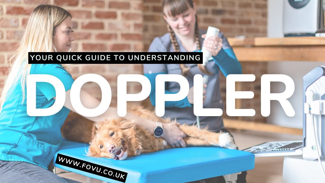 Understanding Doppler in Veterinary Ultrasound - A Quick Guide
