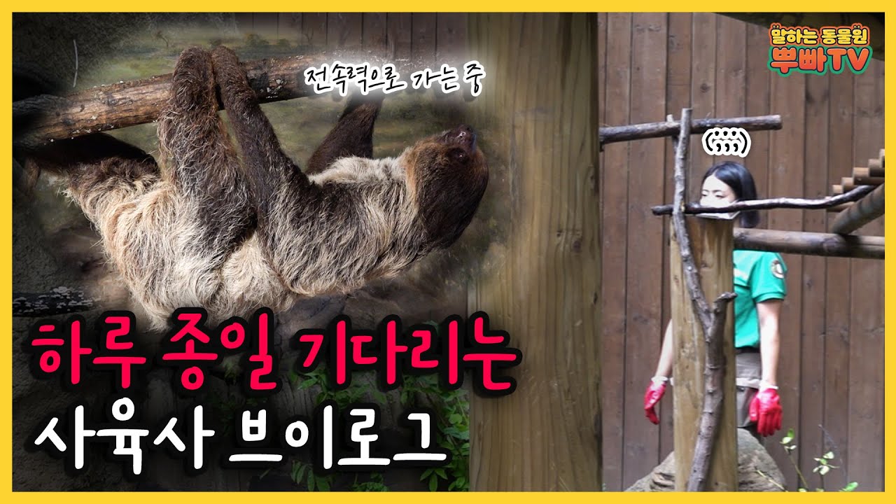 (SUB) От ленивца к черепахе, видеоблог Everland Zookeeper  │Everland Ppuppa Town