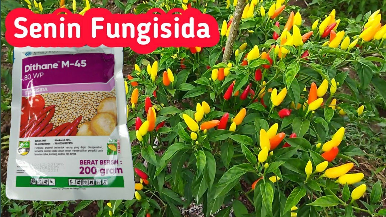 CABE RAWIT MINGGU KE 11 Pestisida FUNGISIDA Semprot Dithane dan Gandasil B CABE USIA 73 HST