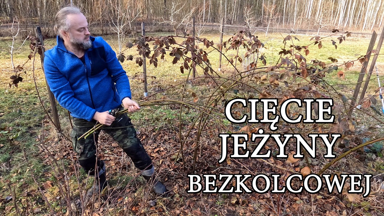 Cięcie jeżyny bezkolcowej