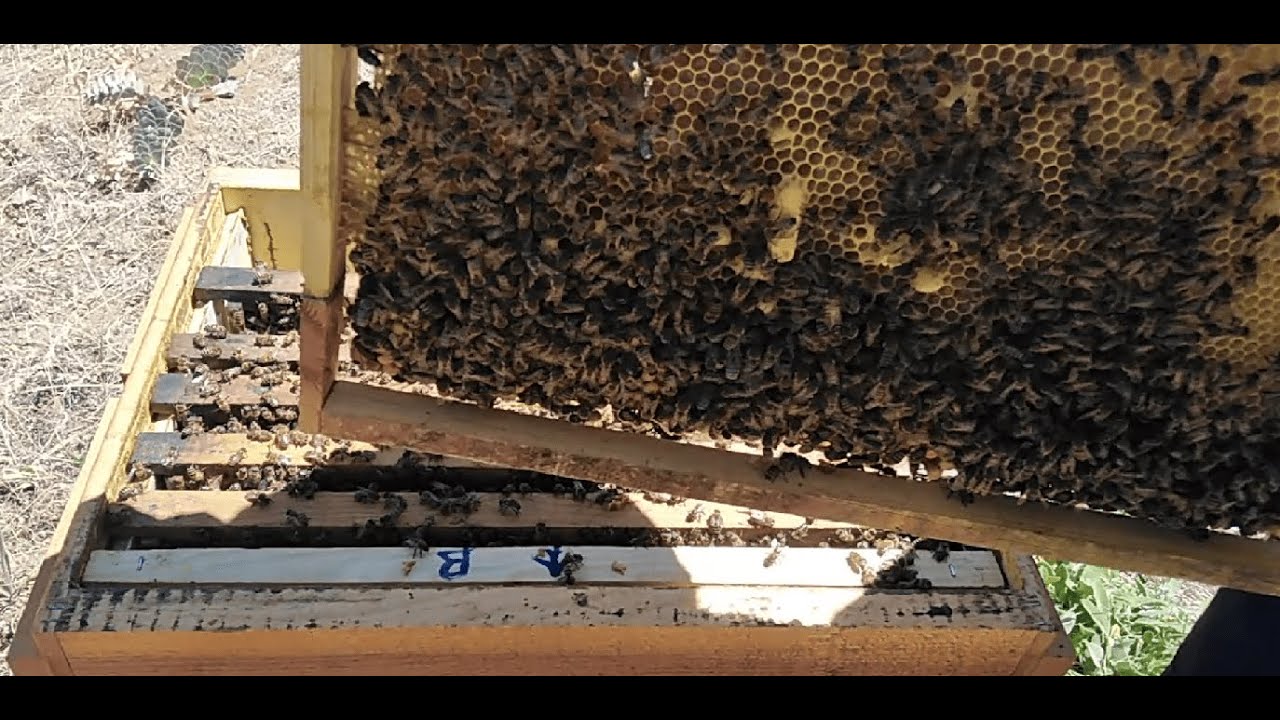 Bal akımında oğul y&uuml;ks&uuml;ğ&uuml; diken arıya m&uuml;dahele